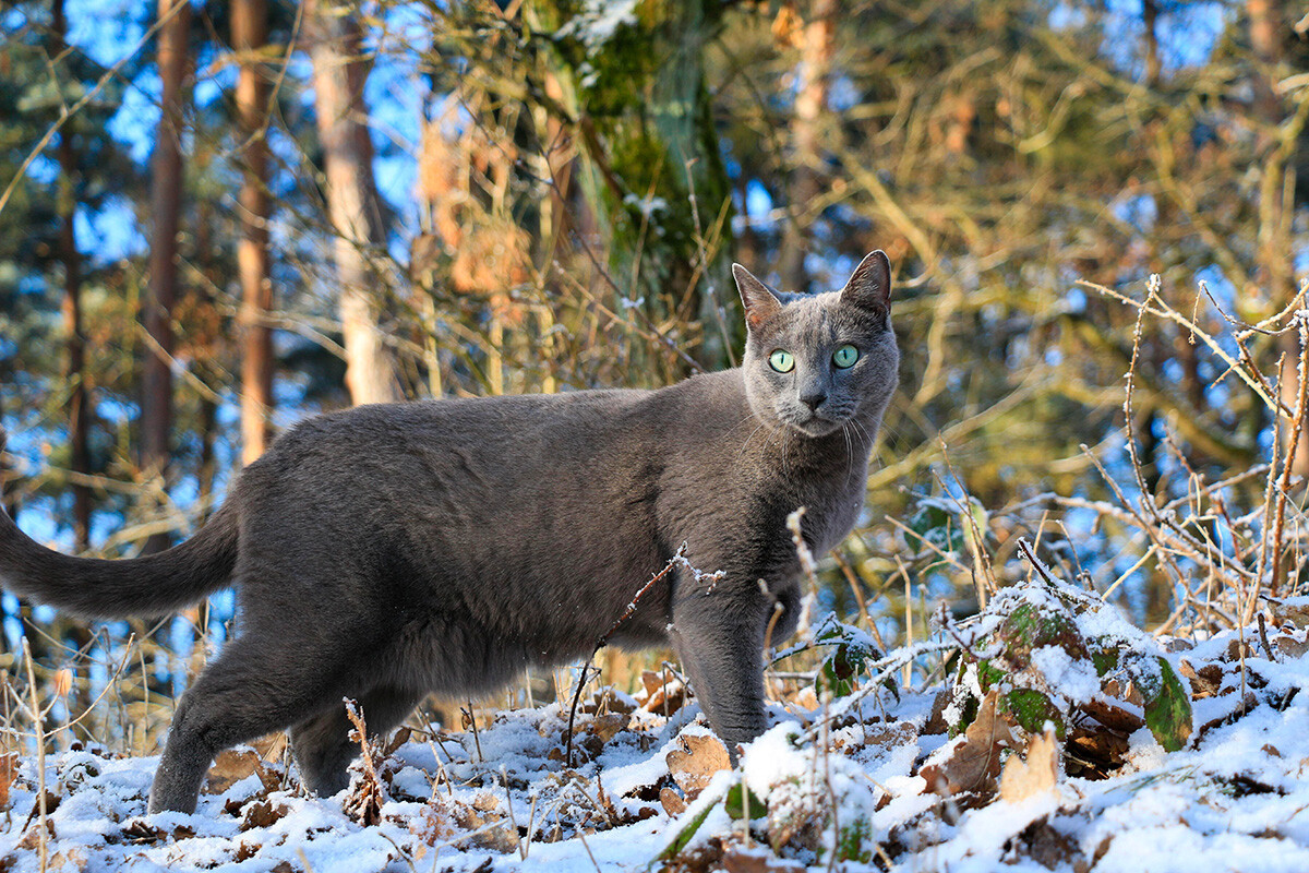 5 su that ve Russian Blue – giong meo quy toc cua Nga-Hinh-2