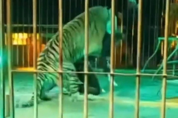 Khan gia kinh hoang khi chung kien huan luyen vien xiec bi ho vo