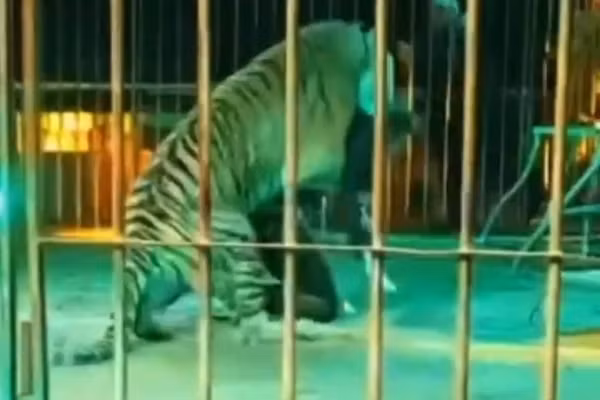 Khan gia kinh hoang khi chung kien huan luyen vien xiec bi ho vo