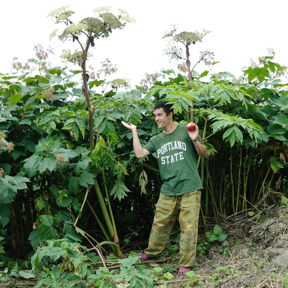 Các nhà khoa học nhận định rằng vùng đất này có những đặc điểm do quá trình kiến tạo của vỏ trái đất nên cây mới có thể phát triển bất thường như thế. 