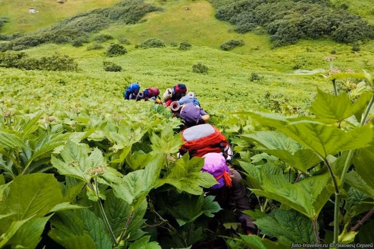 Thậm chí, một loại cỏ dại trên đảo Sakhalin cũng có chiều cao tới 2,5 m hay cây tam giác mạch ở đây sẽ có kích thước cao gấp 5 lần bình thường.