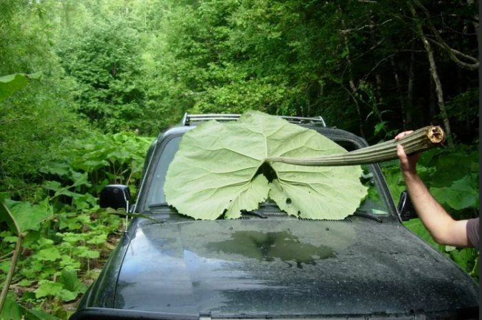 Khi con người đứng gần chúng sẽ biến thành người tí hon vì vậy khi đi vào khu sinh thái này sẽ giống như đang lạc trong một câu chuyện cổ tích.