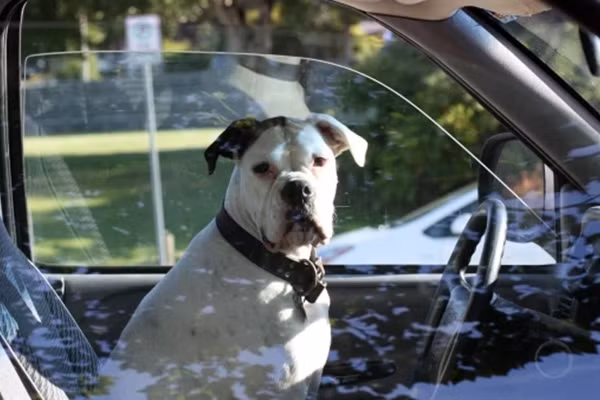 Tai xe say ruou doi cho cho thu cung de tranh bi bat