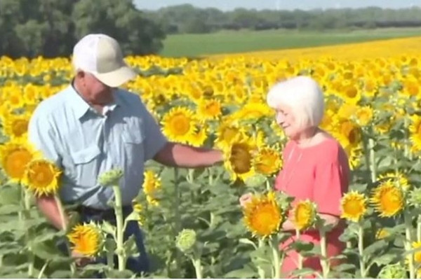 Cu ong My trong ca canh dong huong duong de tang vo