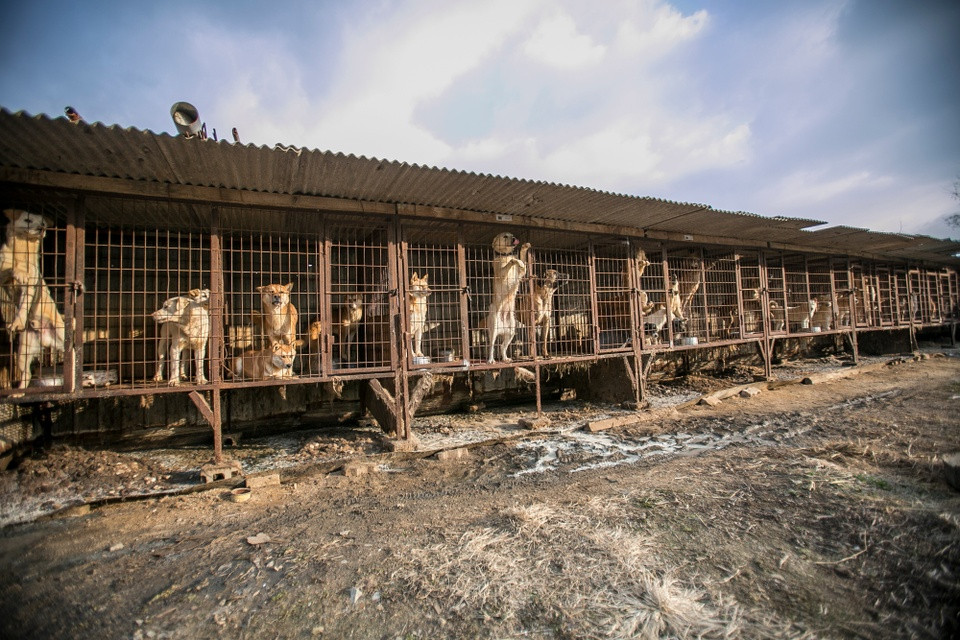 Việc nuôi nhốt, giết mổ và buôn bán thịt chó ở Hàn Quốc, dù gặp nhiều chỉ trích từ các tổ chức bảo vệ động vật phương Tây, nhưng vẫn có một bộ phận không nhỏ coi thịt chó là món ăn truyền thống. Ảnh: USA Today, IT.
