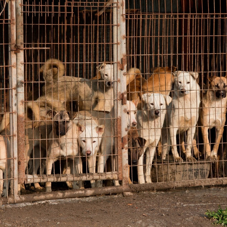 Bất chấp chỉ trích từ các tổ chức bảo vệ động vật phương Tây, những trang trại nuôi chó thịt quy mô công nghiệp vẫn tồn tại ở Hàn Quốc.