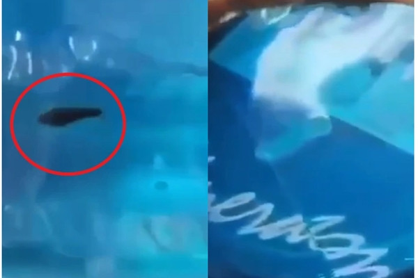 Kinh hãi đỉa ngoe nguẩy trong bình nước ở trường mầm non Kinh hai dia ngoe nguay trong binh nuoc o truong mam non