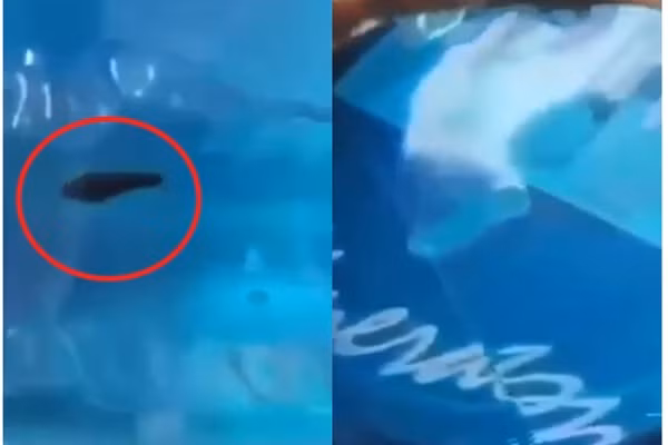 Kinh hai dia ngoe nguay trong binh nuoc o truong mam non