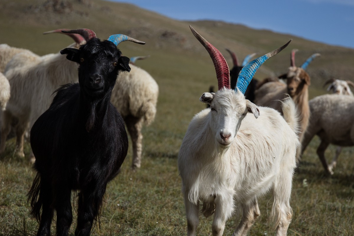 Trong khi đó, số lượng gia súc lại tăng lên. Hiện nay, mỗi gia đình du mục ở Mông Cổ thường có từ 200 đến 500 con gia súc.