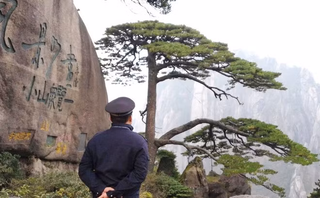 Cay thong 800 nam tuoi o Trung Quoc co ve si rieng canh gac