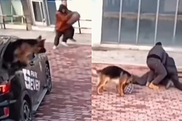 Ông chủ bị cướp tiền, chó cưng lập tức lao tới ứng cứu Ong chu bi cuop tien, cho cung lap tuc lao toi ung cuu