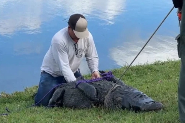 Cụ bà 85 tuổi tử vong dưới hàm cá sấu vì cứu chó cưng Cu ba 85 tuoi tu vong duoi ham ca sau vi cuu cho cung