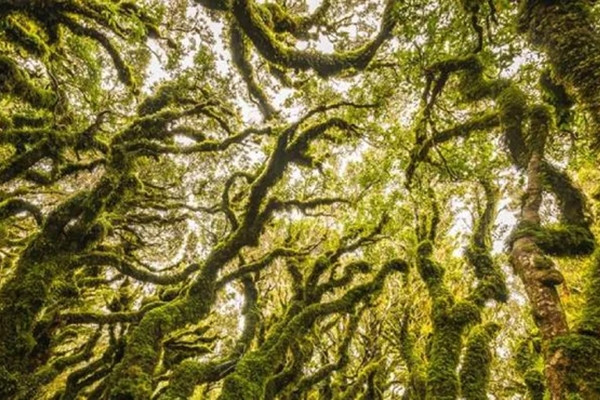 Bi an trong nhung khu rung ky la nhat hanh tinh