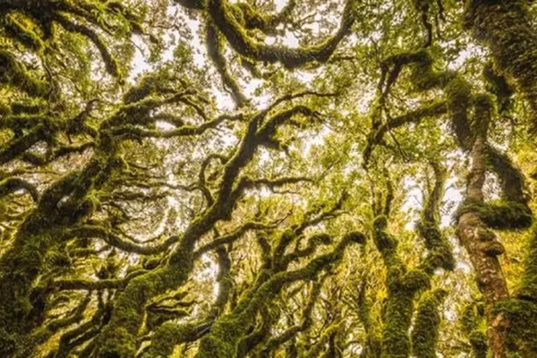 Bi an trong nhung khu rung ky la nhat hanh tinh