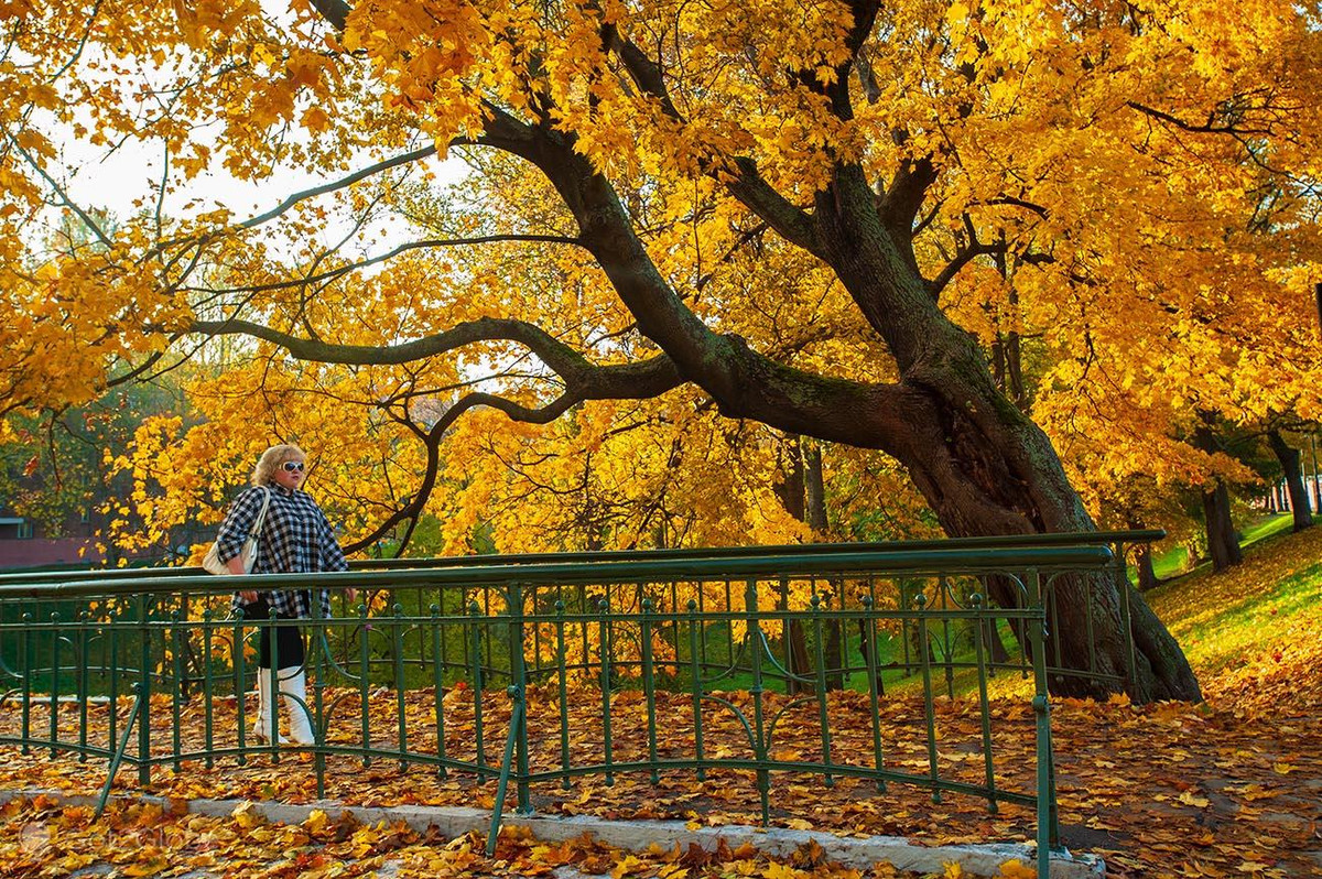 Mùa thu nước Nga kéo dài từ tháng 9 đến tháng 11 nhưng có lẽ tháng 9 là thời điểm thích hợp nhất để đến xứ sở Bạch Dương và cảm nhận, chiêm ngưỡng mùa thu đẹp đến nao lòng ở đây.