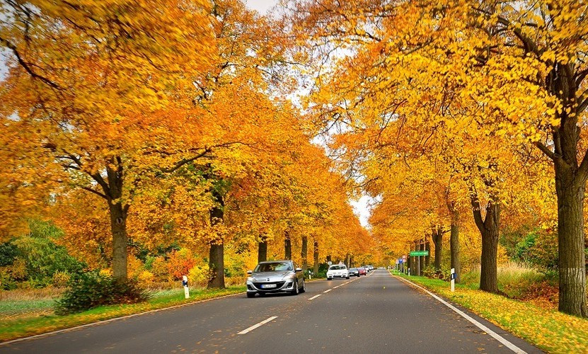 Du khách đều bị ấn tượng trước hình ảnh nước Nga vào thu tinh tế, nhẹ nhàng với những cây Phong lá đỏ, sồi vàng, hàng ngàn cây bạch dương được nhuộm một sắc vàng ngút ngàn cộng với những làn gió nhẹ rung rinh trên những ngọn cây.