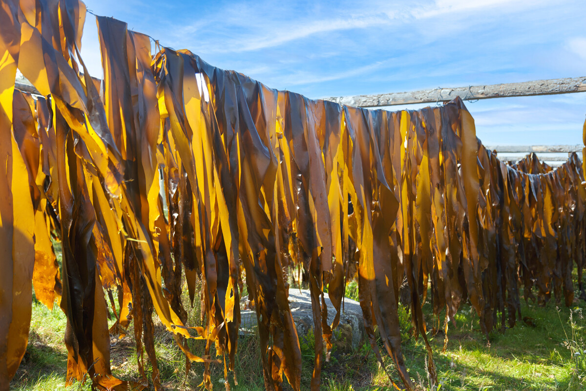 Lưỡi hái được dùng để móc rong vào gốc và kéo lên thuyền. Loại rong biển này có thể dài tới 6 mét và không dễ để kéo nó lên.