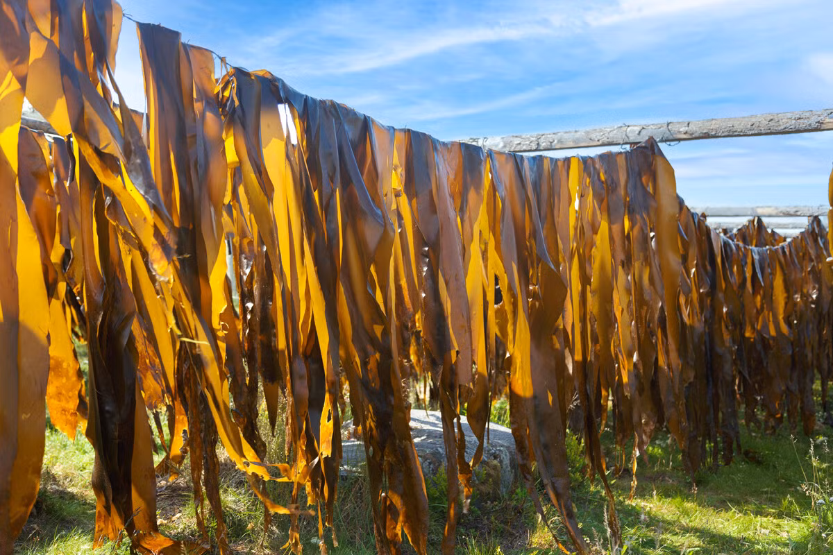 Lưỡi hái được dùng để móc rong vào gốc và kéo lên thuyền. Loại rong biển này có thể dài tới 6 mét và không dễ để kéo nó lên.