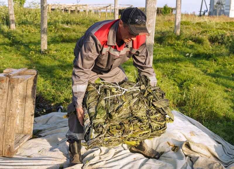 Nước càng lạnh càng có lợi cho rong biển! Vì lý do này, rong biển từ Biển Trắng của Nga được đánh giá cao hơn so với rong biển thu thập ở nơi khác. Ảnh: RBTH.