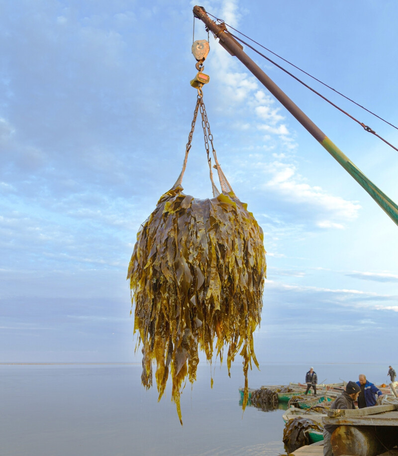 Họ mang theo một chiếc lưỡi hái dài có cán gỗ. Khi thủy triều rút, rong biển laminaria màu nâu có thể được nhìn thấy rất rõ.