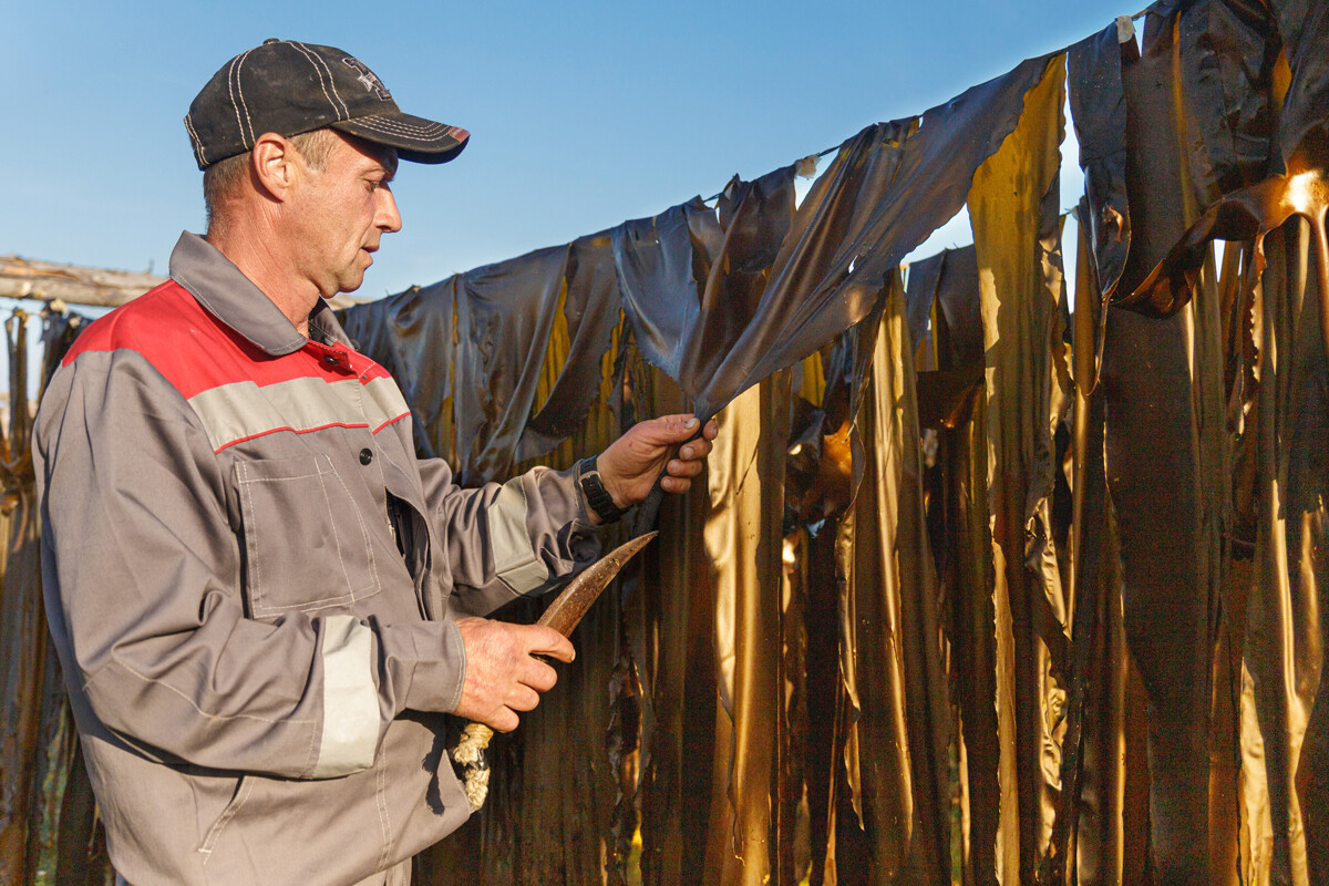 Một người có thể thu gom tới nửa tấn, thậm chí cả tấn rong biển trong một ngày. Họ đem rong về phơi khô.