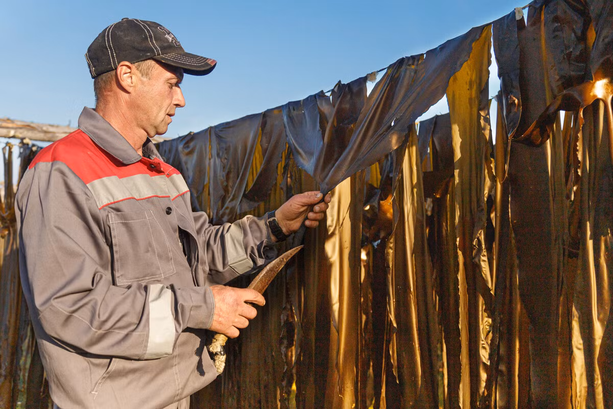 Một người có thể thu gom tới nửa tấn, thậm chí cả tấn rong biển trong một ngày. Họ đem rong về phơi khô.