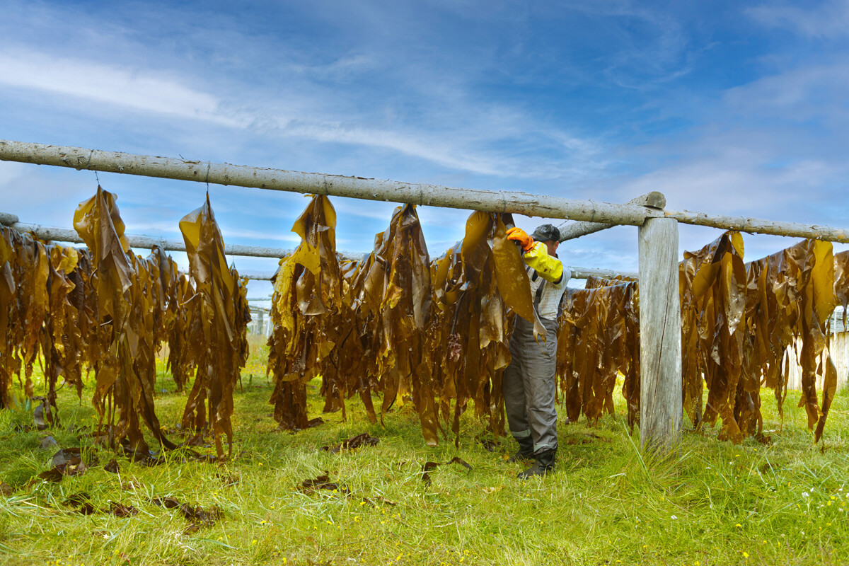 Trung bình, rong laminaria sẽ co lại bằng một phần sáu kích thước ban đầu của nó. Nói cách khác, cần sáu tấn rong biển để thu được một tấn sản phẩm khô. Sau đó, rong khô được đưa đến nhà máy chế biến.