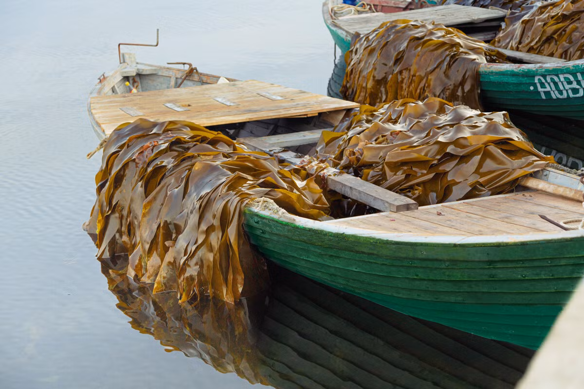 Phần lớn rong biển được hái bởi đàn ông vì công việc thu hoạch đòi hỏi rất nhiều về thể lực. Phụ nữ trên đảo thường làm những công việc khác nhau: Họ nấu ăn và phụ phơi rong biển.