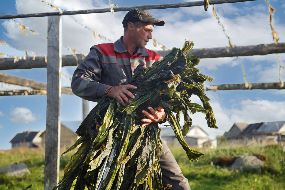 Tại Arkhangelsk, phần lớn rong biển ở Biển Trắng được biến thành các loại thực phẩm bổ sung dinh dưỡng khác nhau, mỹ phẩm bổ dưỡng, băng bó vết thương dùng trong điều trị bỏng và nhiều sản phẩm khác.