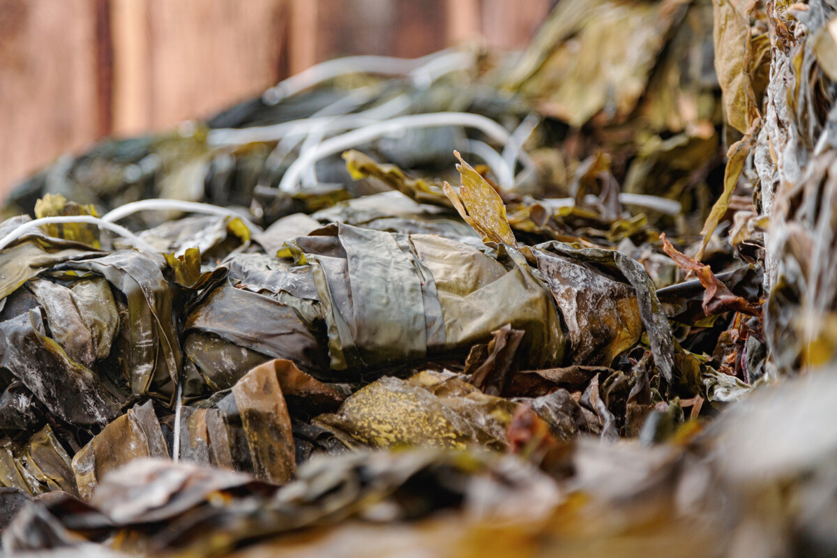 Những người hái lượm rong biển ra khơi vào sáng sớm, lúc 4 hoặc 5 giờ, vì vào mùa hè, trời hầu như không bao giờ tối trên Quần đảo Solovetsky, nhờ chúng nằm gần Vòng cực. Mỗi người hái rong biển đều có chiếc thuyền gỗ có động cơ.