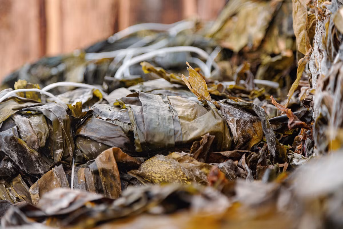 Những người hái lượm rong biển ra khơi vào sáng sớm, lúc 4 hoặc 5 giờ, vì vào mùa hè, trời hầu như không bao giờ tối trên Quần đảo Solovetsky, nhờ chúng nằm gần Vòng cực. Mỗi người hái rong biển đều có chiếc thuyền gỗ có động cơ.