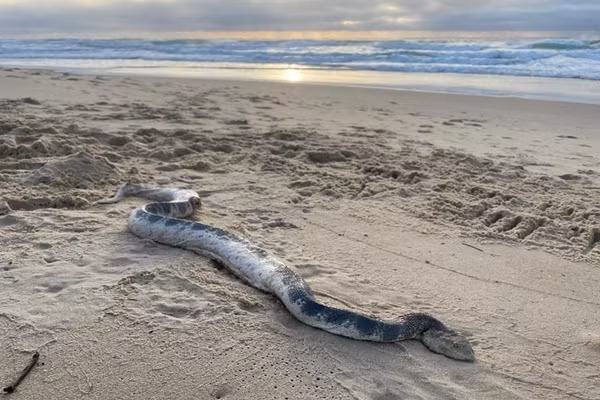 Nguoi dan ong suyt chet vi nuot phai chia khoa o to