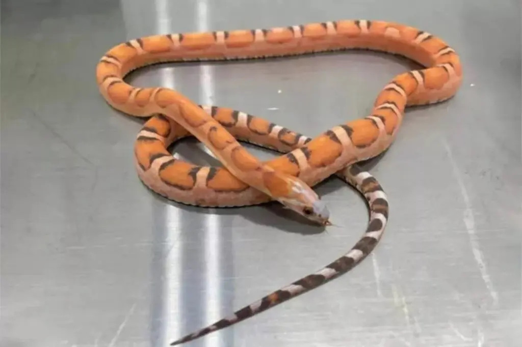 Bi bat o cua khau vi giau 5 con ran song trong ao nguc-Hinh-3