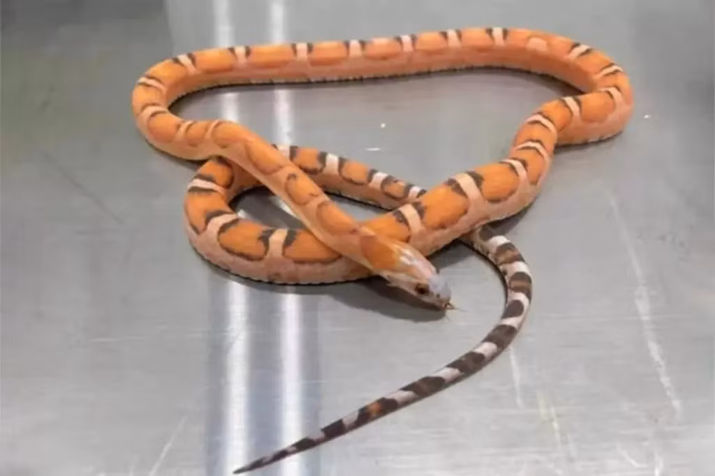 Bi bat o cua khau vi giau 5 con ran song trong ao nguc-Hinh-3