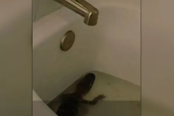 Cai ket dang cho co gai trom ca sau de chup anh sinh nhat