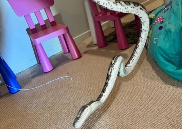 Đang ngủ, bé trai bỗng tỉnh giấc vì bị trăn siết chặt quanh người Dang ngu, be trai bong tinh giac vi bi tran siet chat quanh nguoi