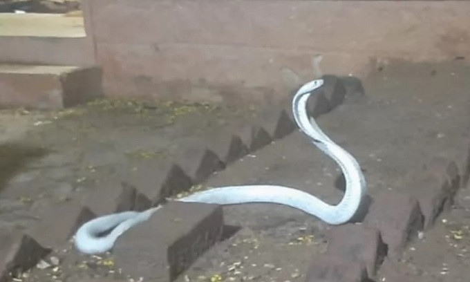 An Do: Ran ho mang trang cuc hiem troi vao nha dan