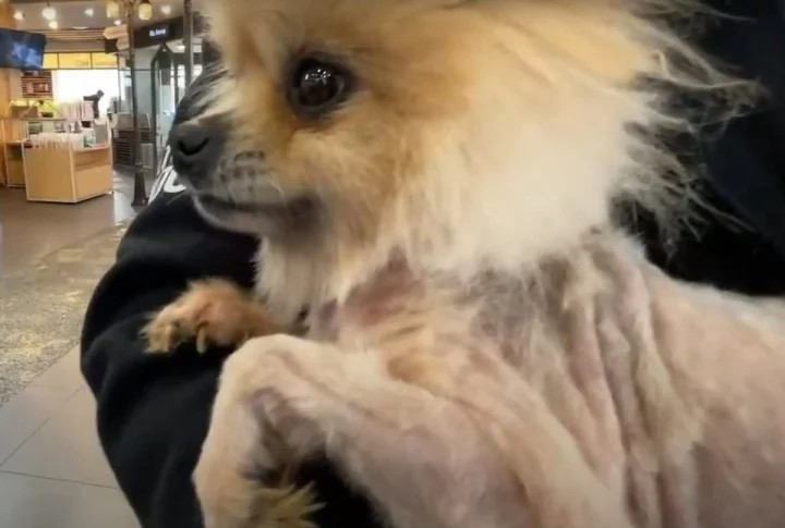 Bo doi cho meo, nguoi dan ong bi tu 3 nam