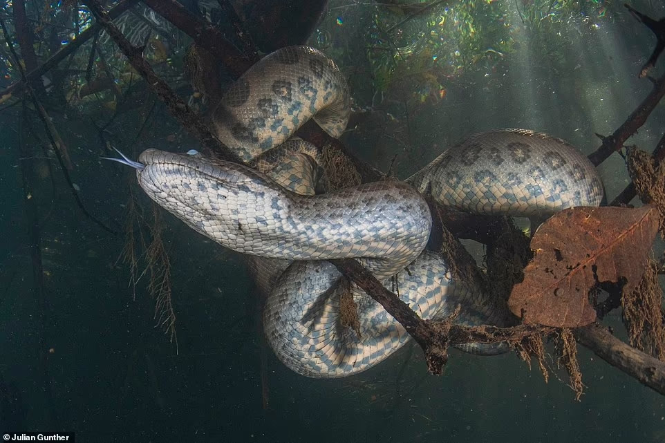 Rung minh khoanh khac nha tham hiem tiep can tran “khung” dai 7m