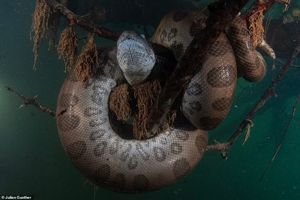 Rung minh khoanh khac nha tham hiem tiep can tran “khung” dai 7m-Hinh-3