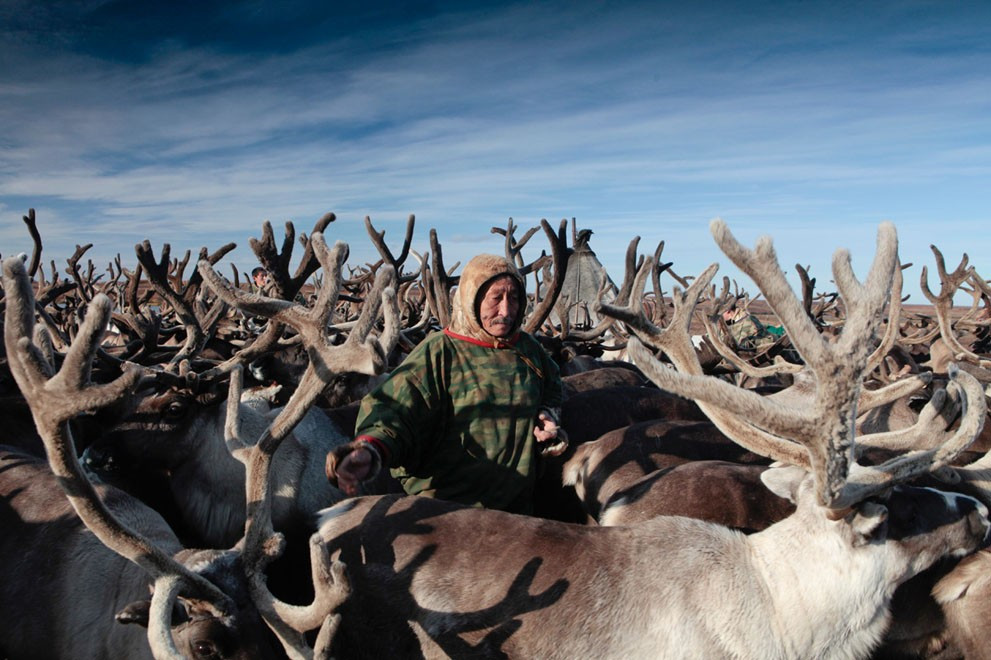 Khu vực mà người Nenets sinh sống được mệnh danh là nơi “tận cùng thế giới”, quanh năm bao phủ tuyết trắng với nhiệt độ ban đêm có thể xuống dưới -50 độ C.