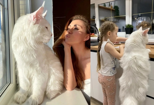 Kinh ngac: Chu meo khong lo cao bang dua tre 4 tuoi