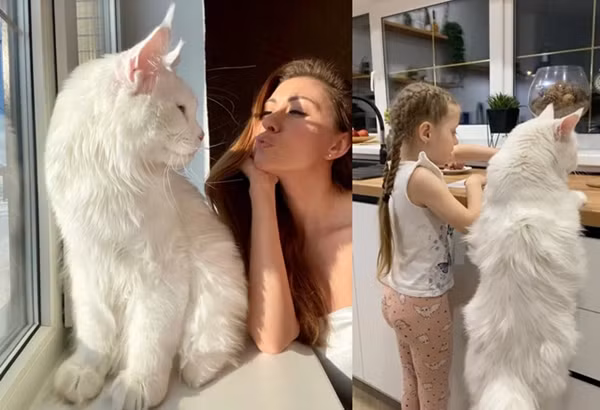 Kinh ngac: Chu meo khong lo cao bang dua tre 4 tuoi