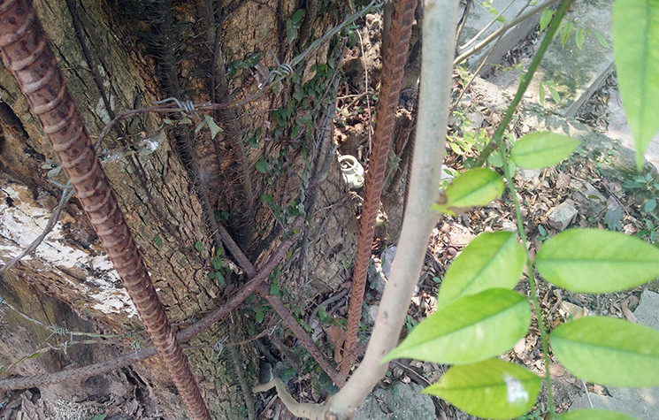 Một số chỗ ở phía gốc cây sưa bị khô mục.