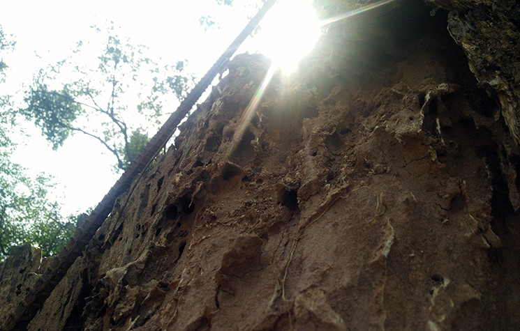 Cận cảnh những vết mục xuất hiện nhiều trên thân cây sưa.