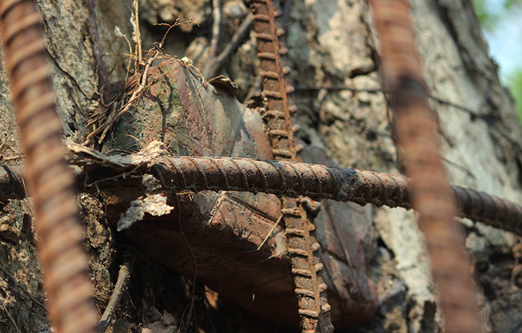 Những lớp "giáp sắt" được bao bọc kín xung quanh cây sưa.