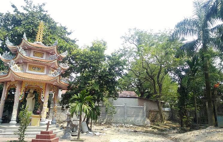 Người dân thôn Phụ Chính (xã Hòa Chính, Chương Mỹ, Hà Nội) cho biết, nếu cây sưa không được bán đấu giá sớm để lâu cây sẽ mục, chết đi thì không còn giá trị.