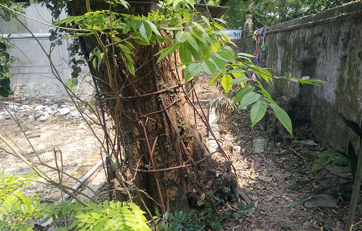 Ông Nguyễn Văn Chính - Chủ tịch UBND xã Hòa Chính (huyện Chương Mỹ, TP Hà Nội) cho hay, UBND TP Hà Nội đã có văn bản đồng ý cho phép người dân ở thôn Phụ Chính được bán cây sưa.