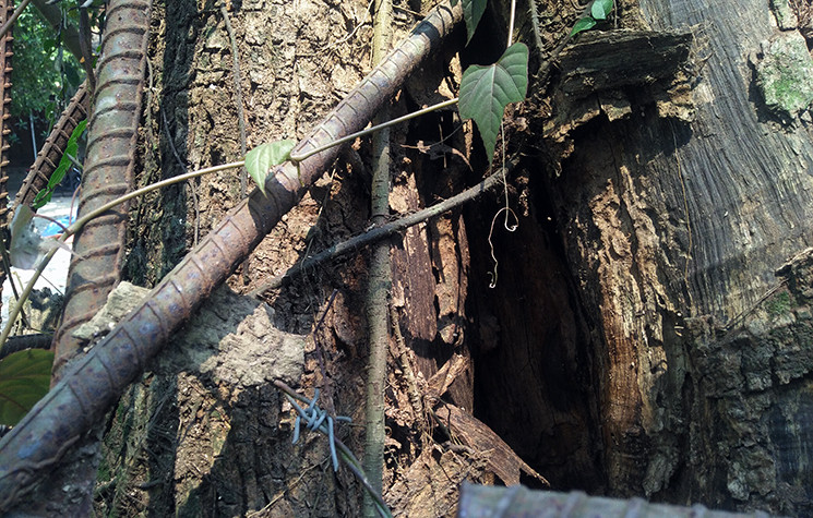 Có vị trí, thân cây bị đục vào một hốc lớn.