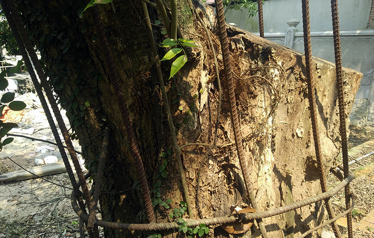 Những cây sưa đỏ có tuổi đời 130 năm là rất hiếm nên có giá trị cao.